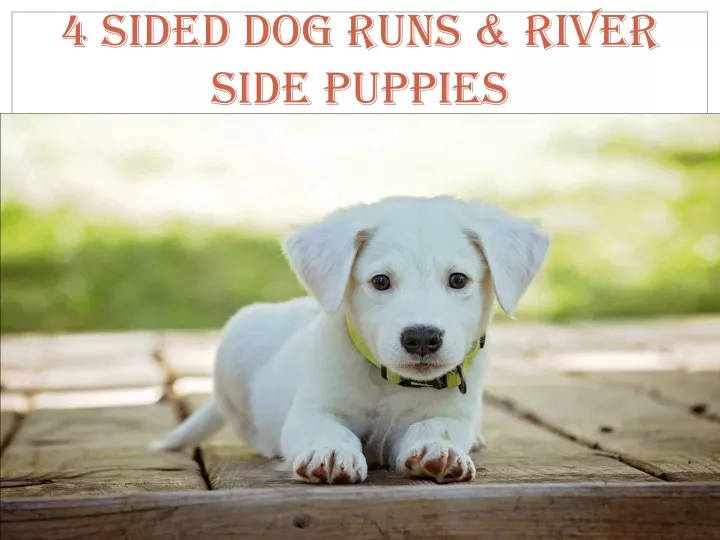 4 sided dog runs river side puppies