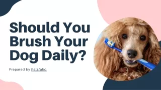 Should You Brush Your Dog Daily?
