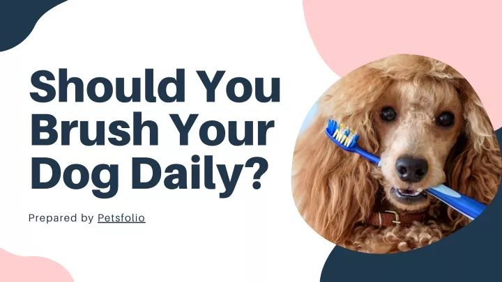 should you brush your dog daily