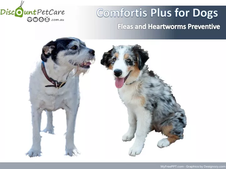comfortis plus for dogs
