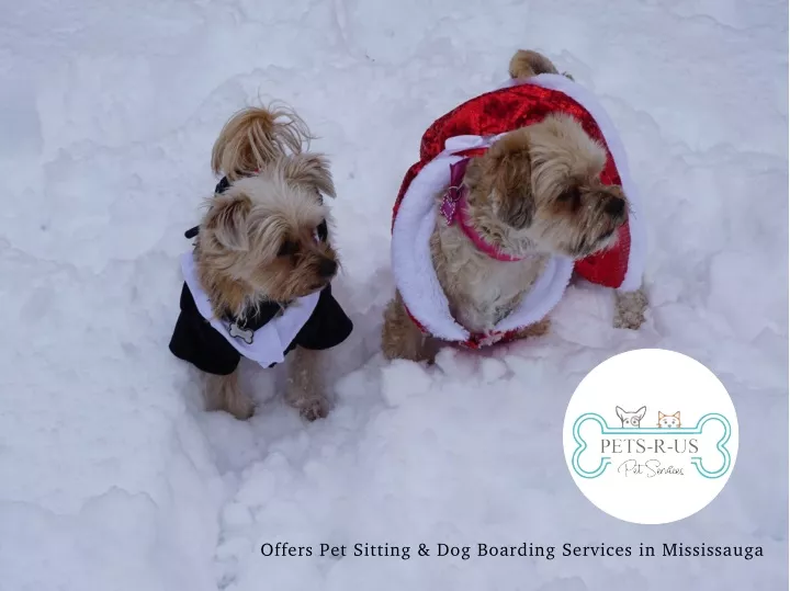 offers pet sitting dog boarding services
