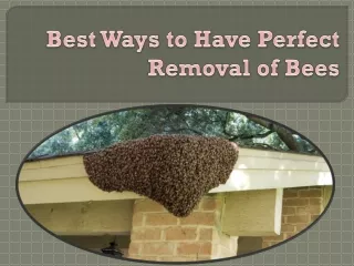 Best Ways to Have Perfect Removal of Bees