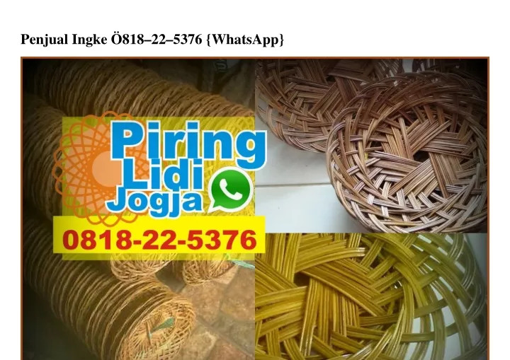 penjual ingke 818 22 5376 whatsapp