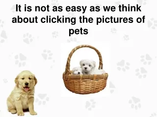 It is not as easy as we think about clicking the pictures of pets.