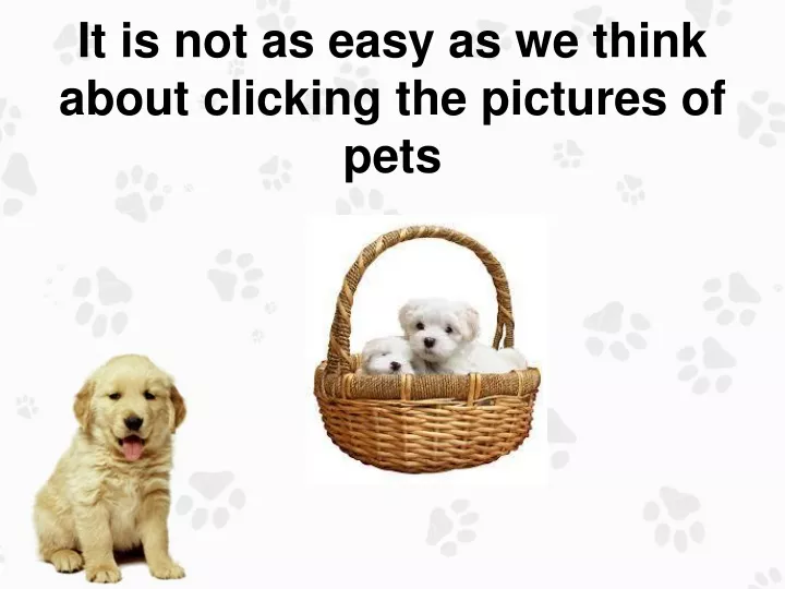 it is not as easy as we think about clicking the pictures of pets