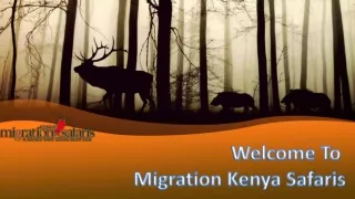 Migration Kenya Safaris