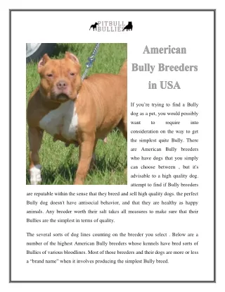 American Bully Breeders in USA