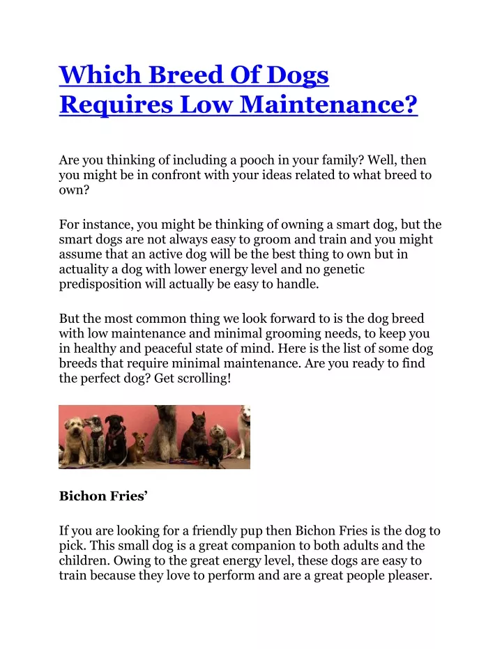 which breed of dogs requires low maintenance