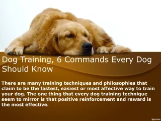 Dog Training, 6 Commands Every Dog Should Know