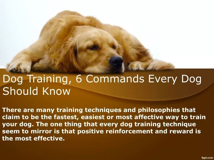 dog training 6 commands every dog should know