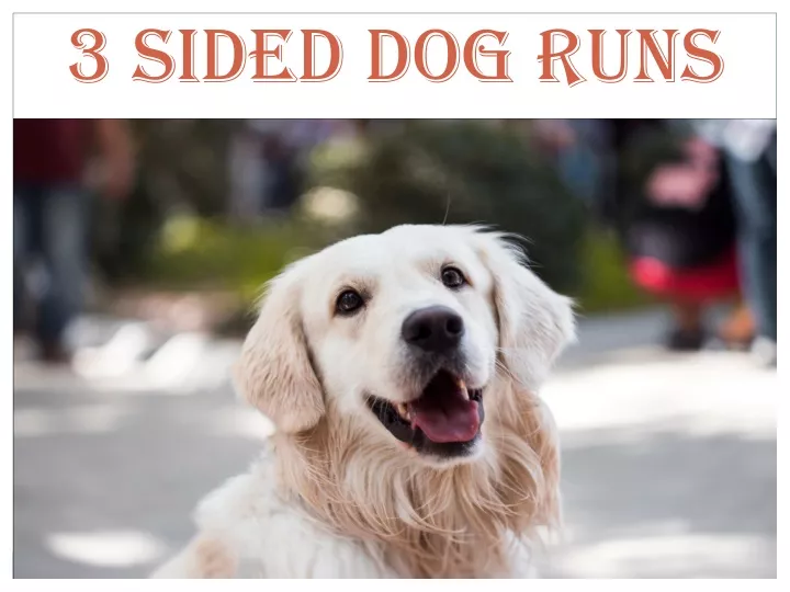 3 sided dog runs