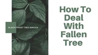 How To Deal With Fallen Trees