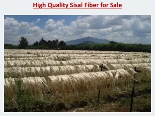 High Quality Sisal Fiber for Sale