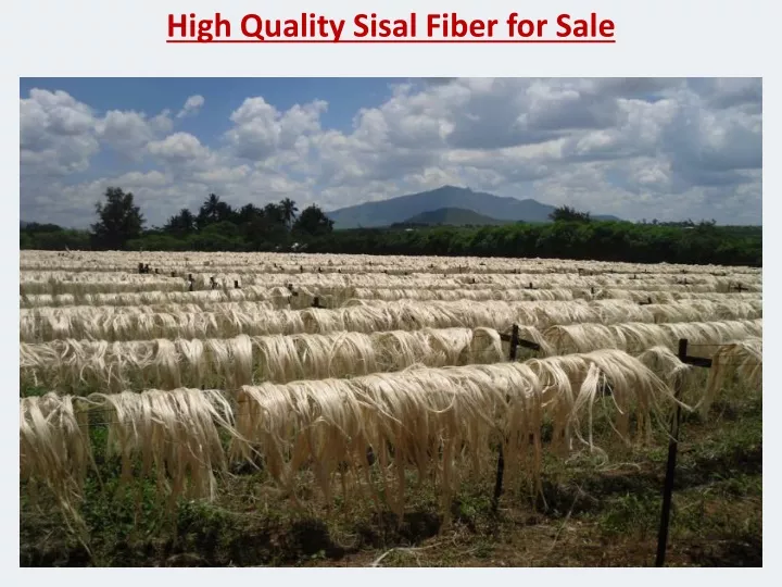 high quality sisal fiber for sale