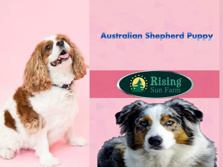 australian shepherd puppy