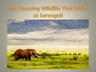 The Amazing Wildlife That Waits at Serengeti