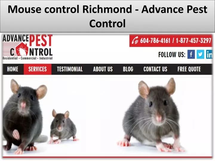 mouse control richmond advance pest control