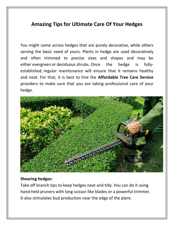 amazing tips for ultimate care of your hedges