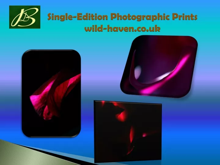single edition photographic prints wild haven