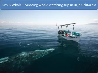 Amazing whale watching trip in Baja California