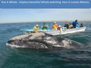 Explore beautiful Whale watching  tour in Loreto Mexico