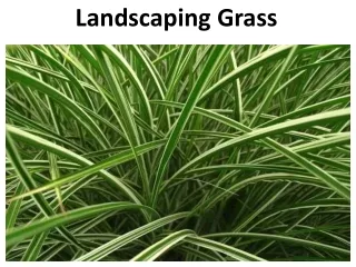 landscaping grass