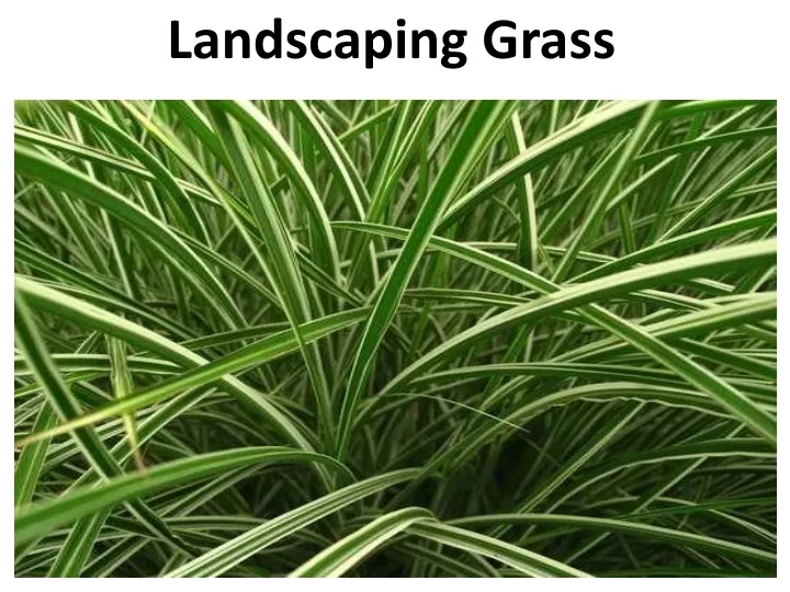 landscaping grass