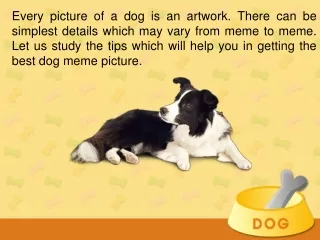 Tips to Get the best Dog Meme Picture