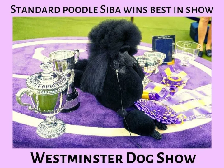 standard poodle siba wins best in show at westminster dog show