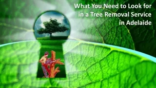 What You Need to Look for in a Tree Removal Service in Adelaide