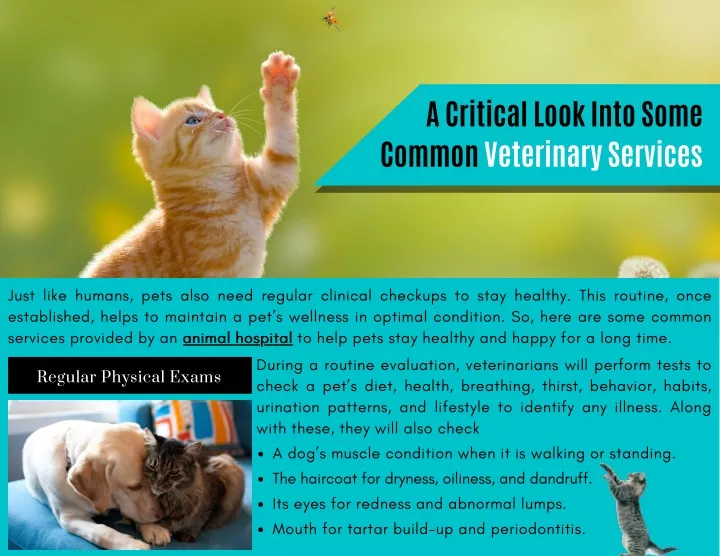 a critical look into some common veterinary