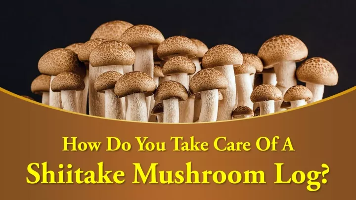 how do you take care of a shiitake mushroom log