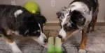 ASMR Dogs Licking Coconut Water Popsicles - slide 1