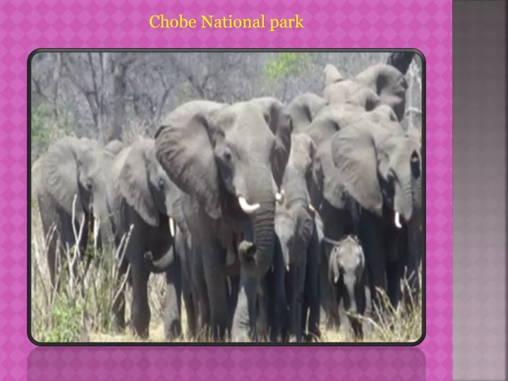 chobe national park