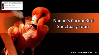 Nanan's Caroni Bird Sanctuary Tours
