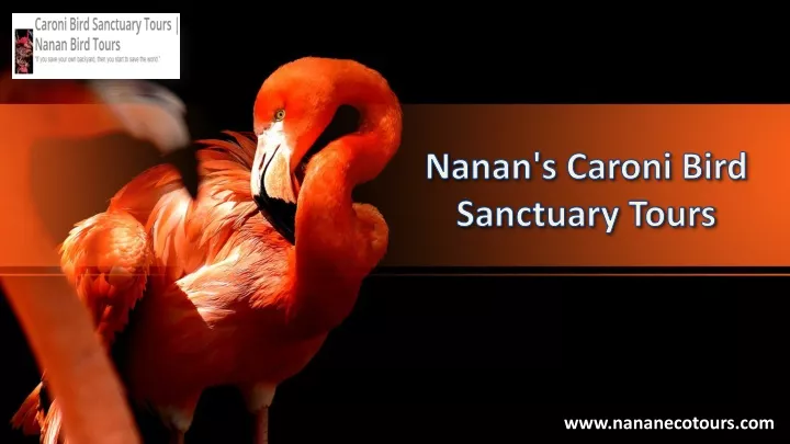 nanan s caroni bird sanctuary tours