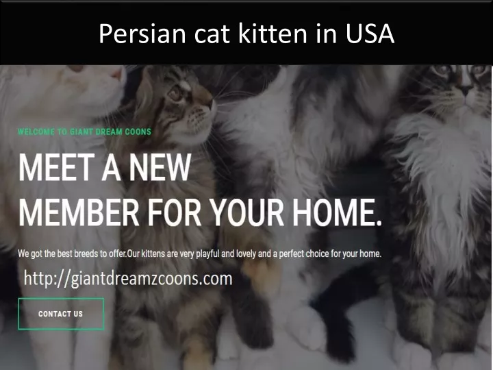 persian cat kitten in usa