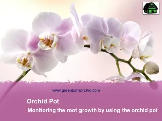 orchid pot
