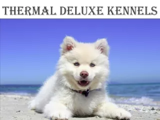 Thermal Deluxe Kennels & River Side Puppies