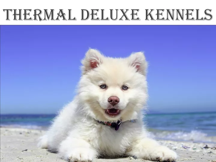 thermal deluxe kennels