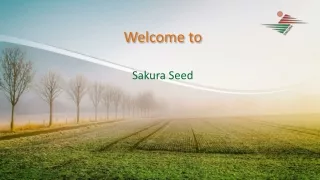 Sakura Muskmelon- F1 Gulkhand-84