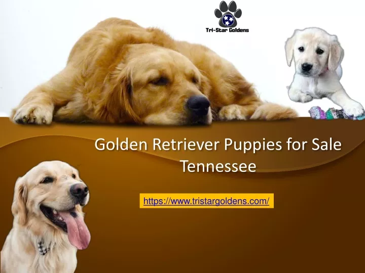 golden retriever puppies for sale tennessee