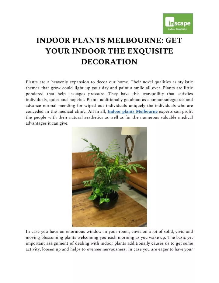 indoor plants melbourne get your indoor