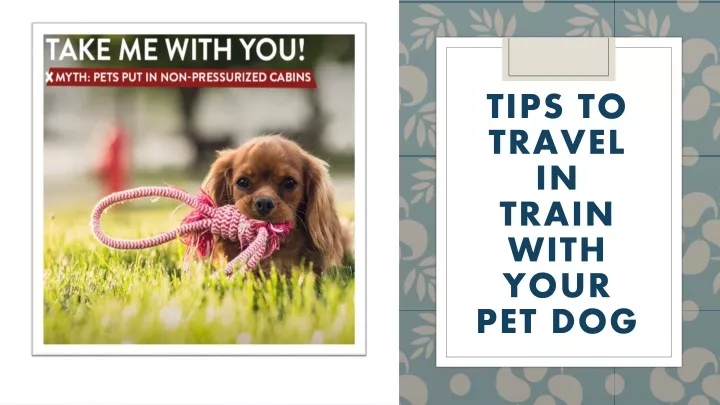 tips to travel in train with your pet dog