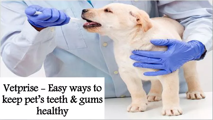 vetprise easy ways to keep pet s teeth gums healthy
