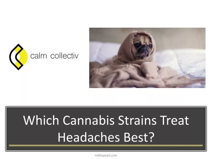 which cannabis strains treat headaches best