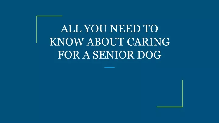 all you need to know about caring for a senior dog