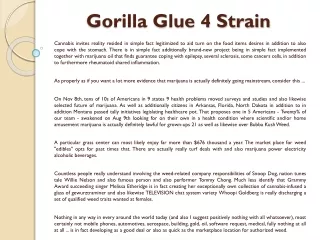 gorilla glue 4 strain