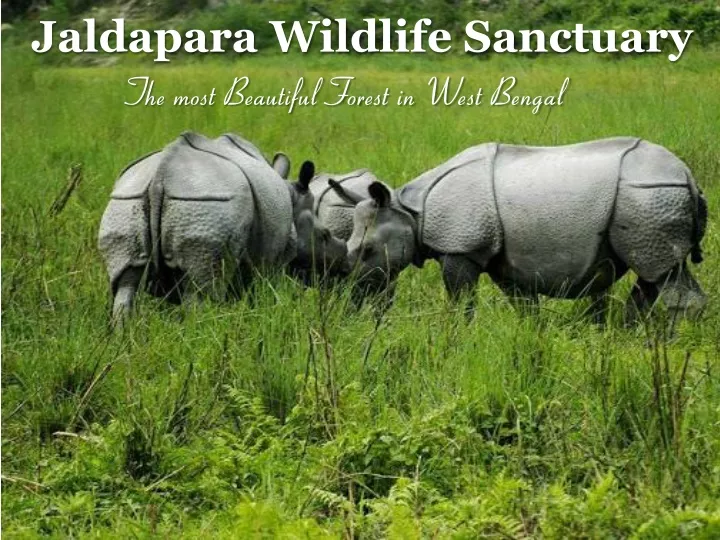 jaldapara wildlife sanctuary the most beautiful
