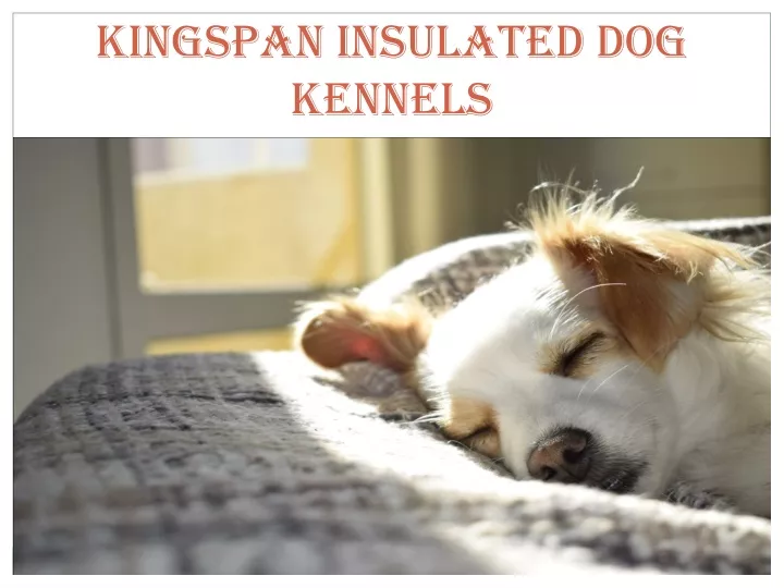 kingspan insulated dog kennels